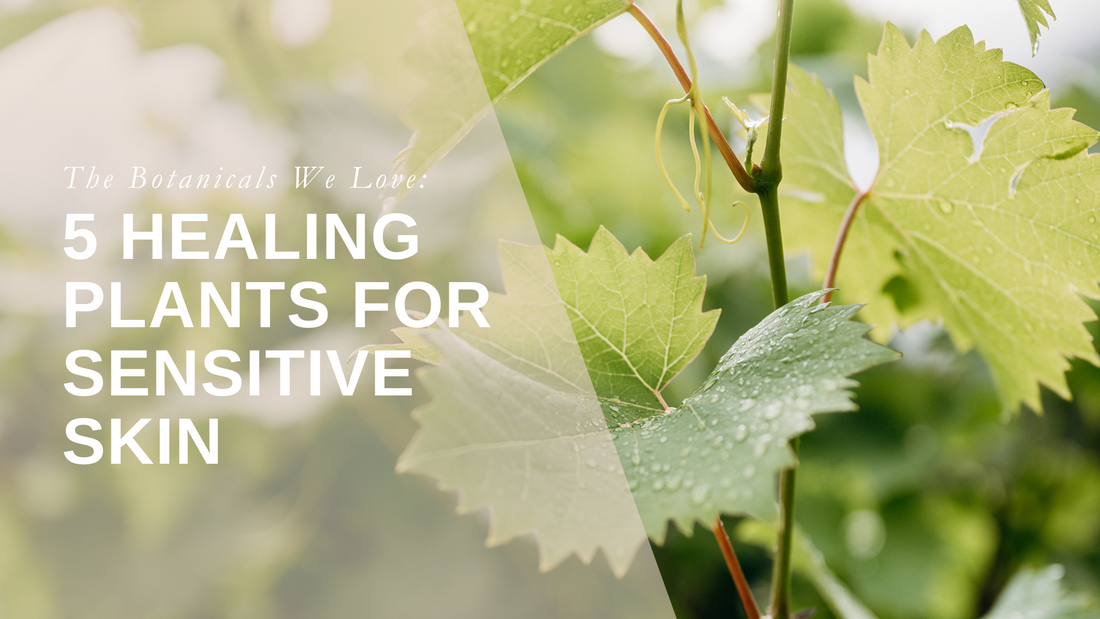 The Botanicals We Love: 5 Healing Plants for Sensitive Skin
